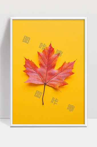 秋天枫叶鲜艳红色黄背景简约美丽自然风景