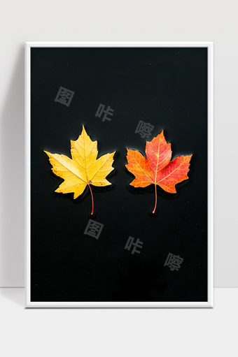 黑色背景下的黄红枫叶对比图美丽秋天精致静物