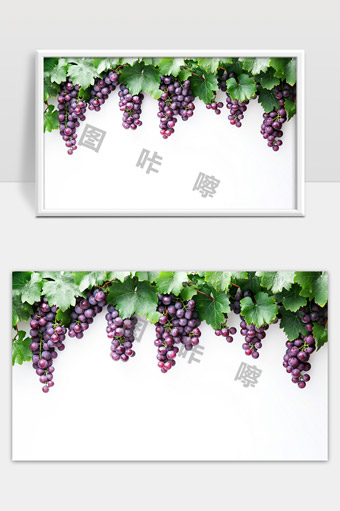 成熟红葡萄挂满藤蔓丰收季节自然美景