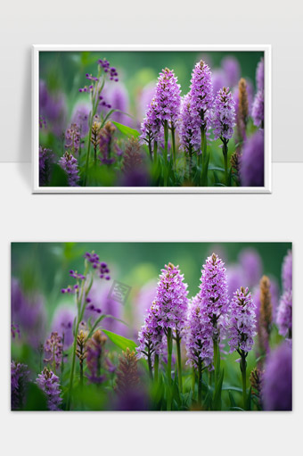 紫色花海中的野生兰花绽放美丽春日景象