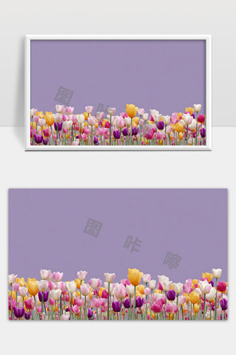 多彩郁金香花海绽放展示春日美丽风景