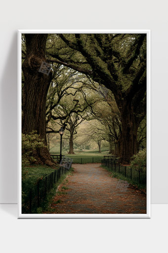 幽静林荫小径古树参天自然风光