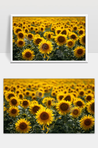 阳光下盛开的向日葵田夏日花海美丽风景