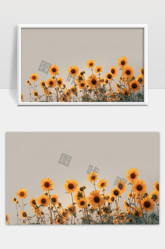 阳光下盛开的向日葵花海自然美景