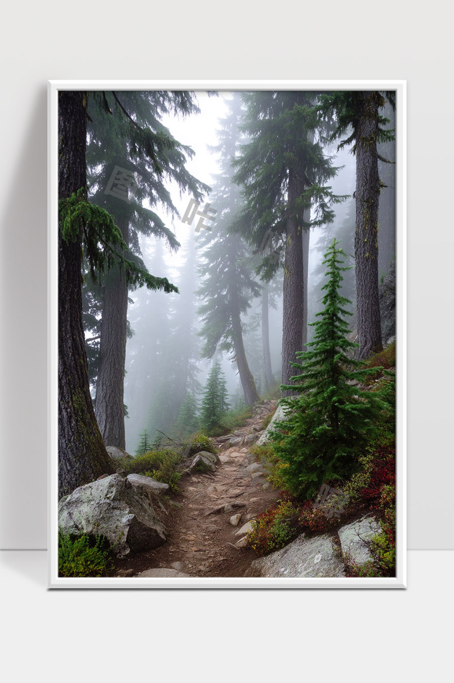 迷雾森林中的幽静小径与参天古树自然风光