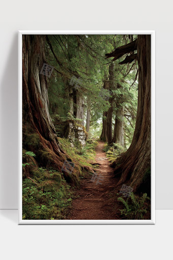 静谧森林中的幽深小径古树环绕绿意盎然