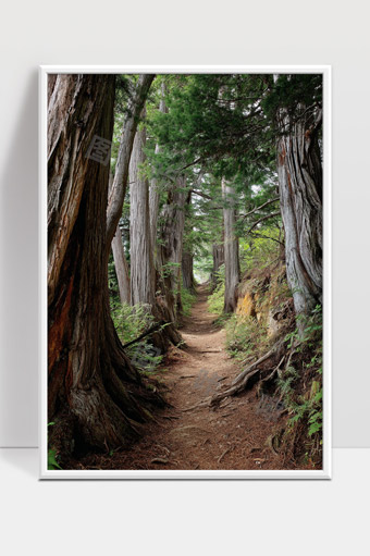 幽静林间小径古树环绕森林自然风景