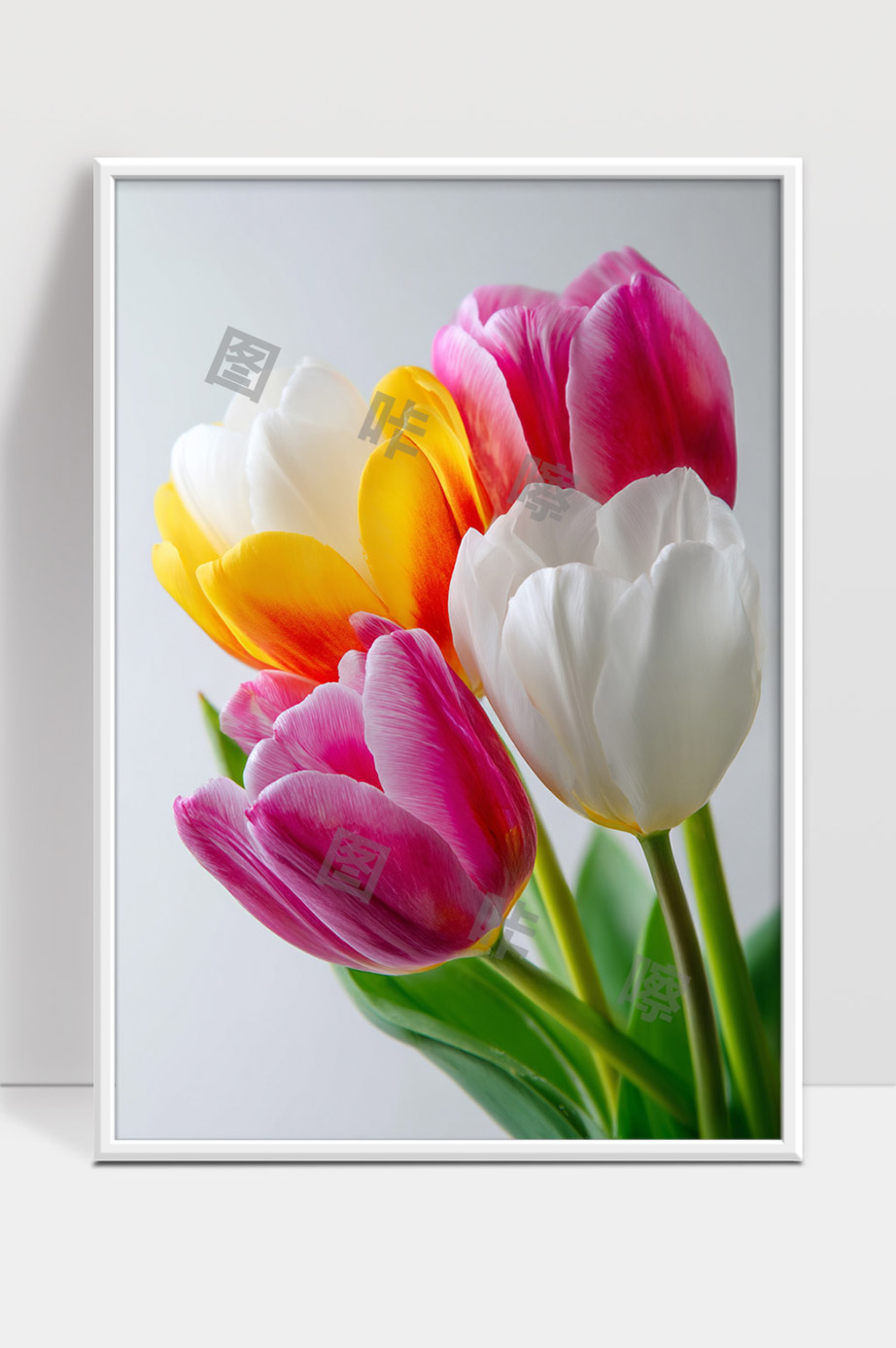 多彩郁金香花朵绽放美丽自然风景