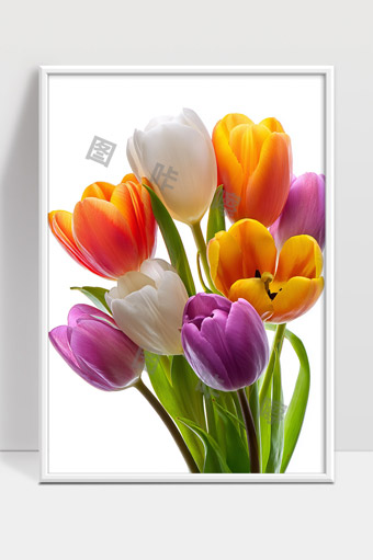 色彩斑斓多姿多彩郁金香花束美丽绽放