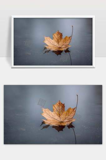 静谧水面上漂浮的秋天枫叶意境唯美