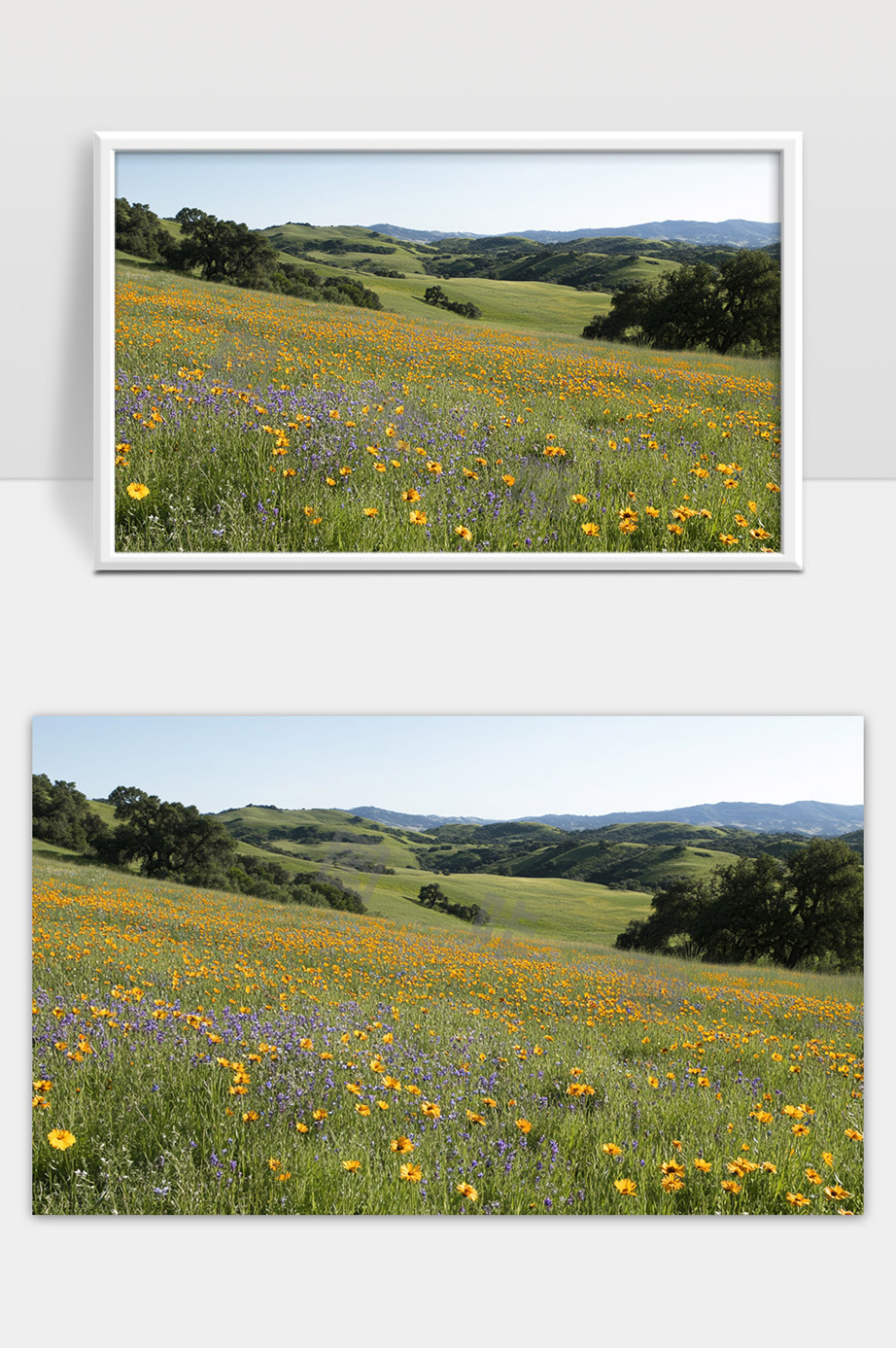 春日山谷花海绽放绿色草原景色迷人