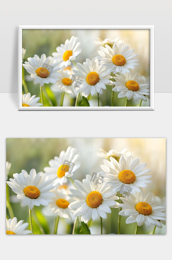 阳光下盛开的白色雏菊花田美丽自然风光