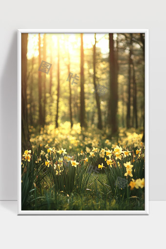 阳光森林中的水仙花开满春日温暖景象