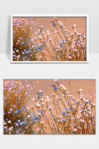 春日野外盛开的细小蓝色白色野花美丽风景