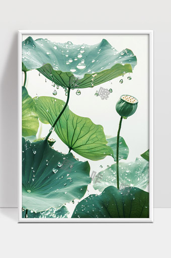 雨后荷叶上晶莹剔透的水珠自然美景