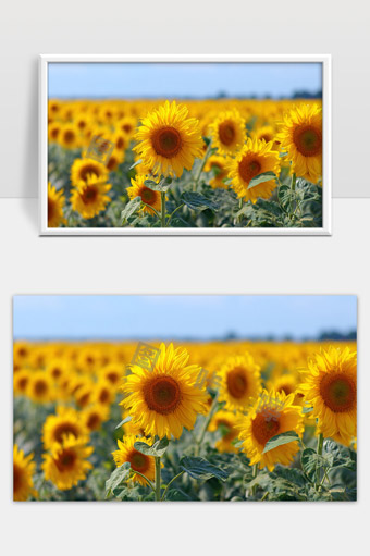 阳光下盛开金黄色向日葵花海美丽田园风光