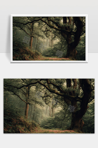 神秘古树林间的幽静自然风光