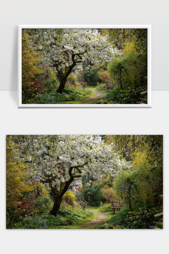 春日花园中盛开的樱花树和宁静小径景色