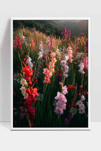 五彩斑斓的花海在夕阳下绽放美丽动人