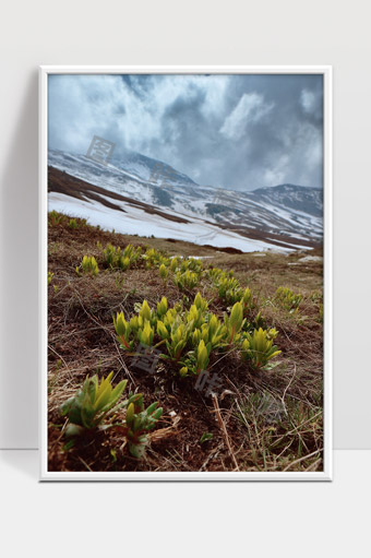 雪融高原春天草甸绿色新芽生机盎然