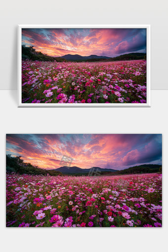 绚丽朝霞映照下的粉色花海与远山美景