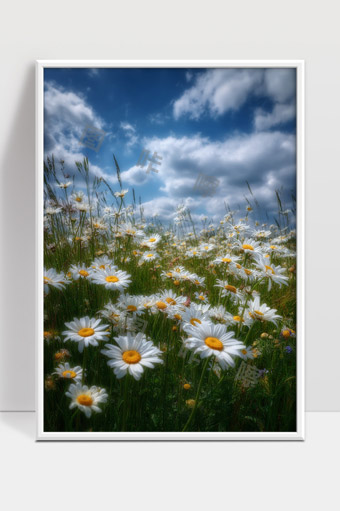 蓝天白云下盛开的雏菊花海自然风光美景