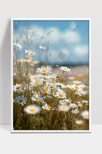 阳光下盛开的雏菊花田与蓝天白云美景