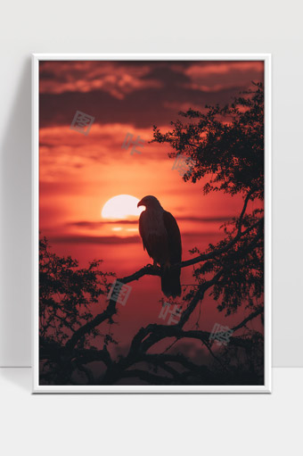 夕阳下孤鹰栖息树枝绚丽晚霞映照自然美景