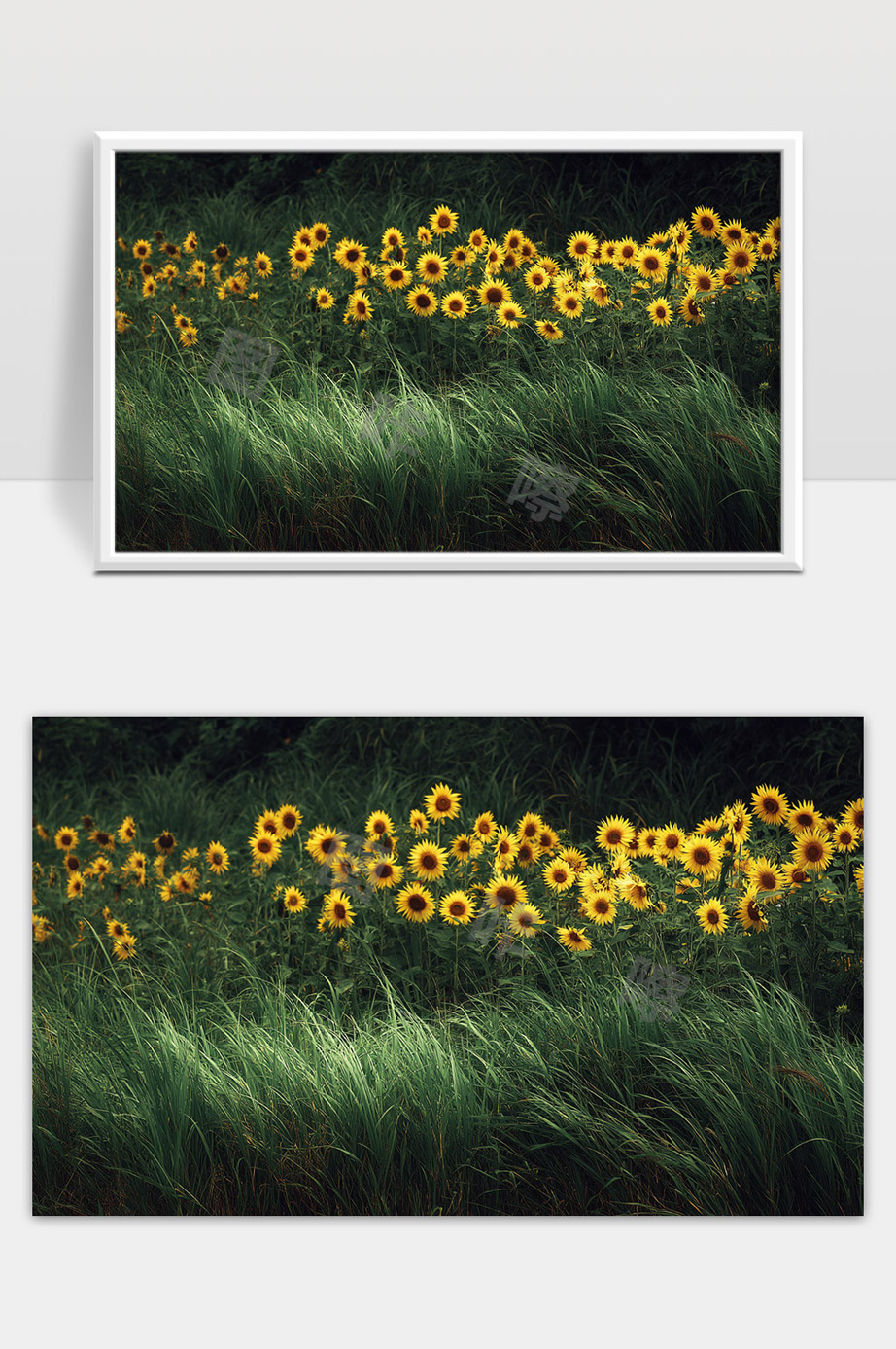 阳光下盛开的一片美丽向日葵花海与绿草地