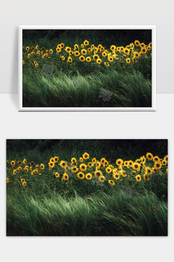 阳光下盛开的一片美丽向日葵花海与绿草地