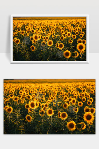 金色向日葵花海在阳光下盛开景色壮丽