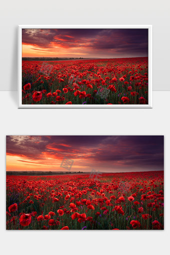 暮色中万亩红色罂粟花田绽放壮丽景象