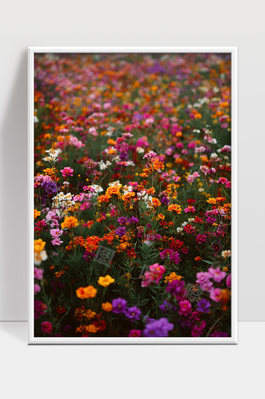 多彩花海绽放春日自然景色迷人芬芳