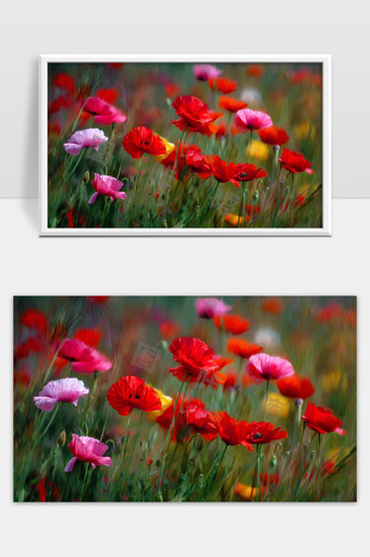 春天绽放的红色粉色虞美人花海美丽风景