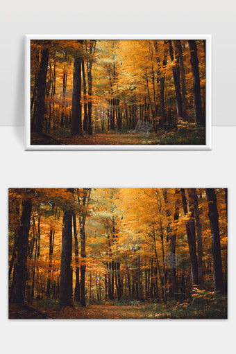 金色秋天森林树叶缤纷美景映照宁静小径