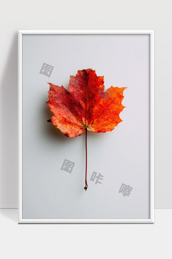 秋天红色枫叶静物特写展示自然之美