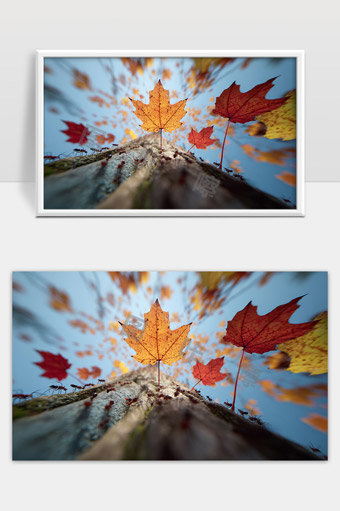 秋日枫叶树干上的红黄枫叶与蚂蚁特写镜头