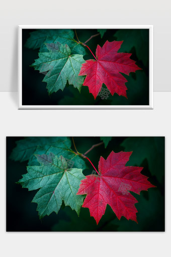 秋天枫叶绿叶红叶自然美景对比特写