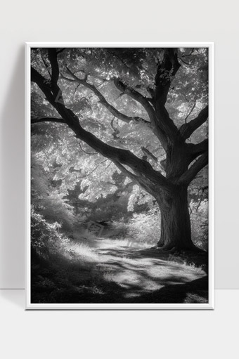 森林中光影交错古树静谧小径自然风光