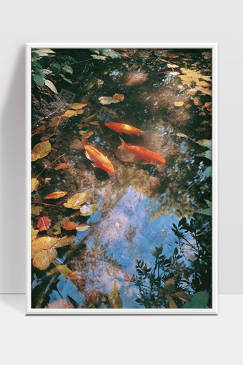 秋天池塘中的锦鲤悠游水面落叶静美景象