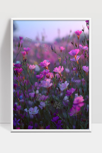 梦幻紫色花海春日清晨绽放的美丽风景