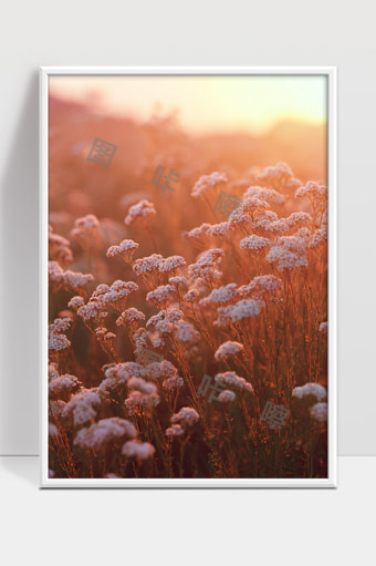 温暖夕阳下绽放的野花田野美景