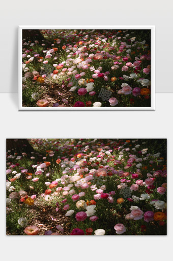 春日花海绽放多彩芍药花田美丽自然风光