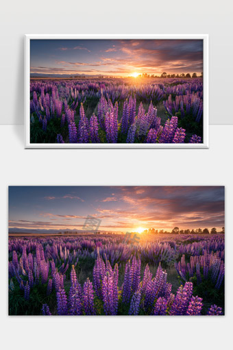 紫色花海日出美景唯美自然风光摄影