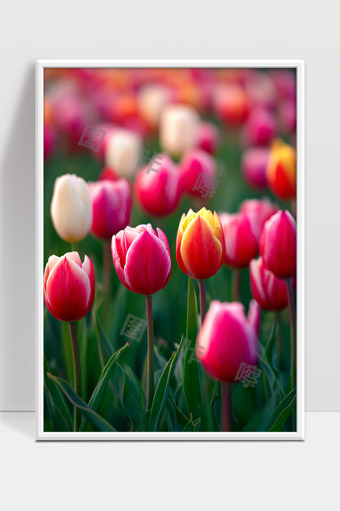 春日绽放的郁金香花海五彩缤纷美丽绽放