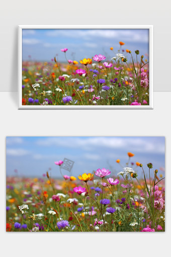 多彩野花盛开展现自然美丽的春日田野风光