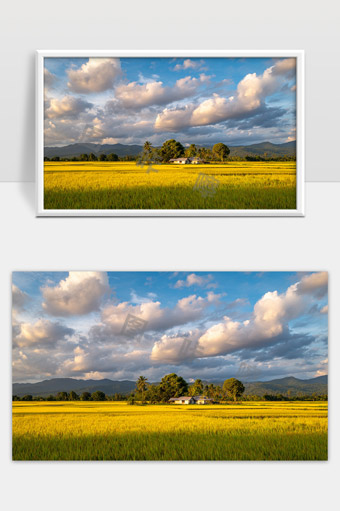金色稻田乡村风光蓝天白云美丽自然景色