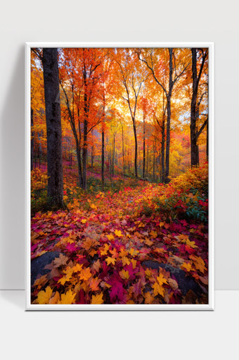 秋天森林枫叶染红大地美丽自然风光