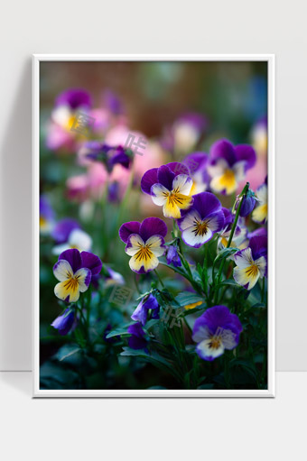 唯美紫黄色三色堇花朵绽放春天花园景象