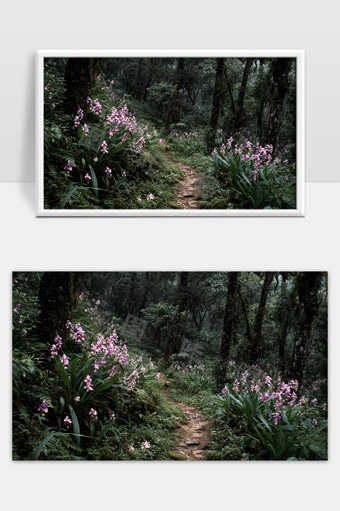 幽静森林中盛开的紫色野花与小径景色